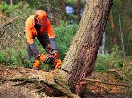 Best Stump Grinding and Removal  in USA